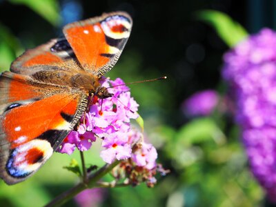 Insect peacock butterfly flower garden photo
