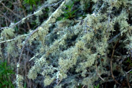 Lichen (8)