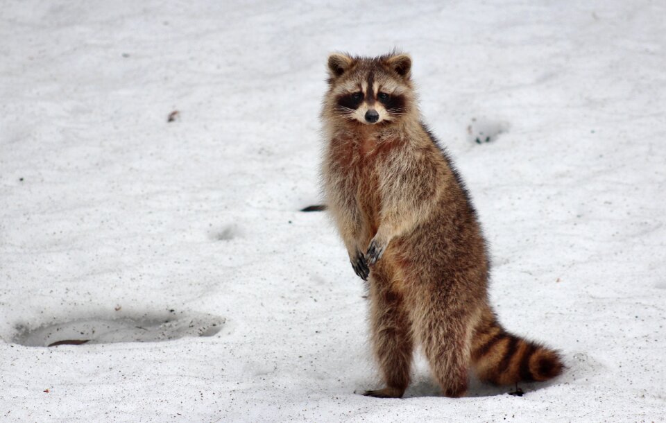 Raccoon mammal wild