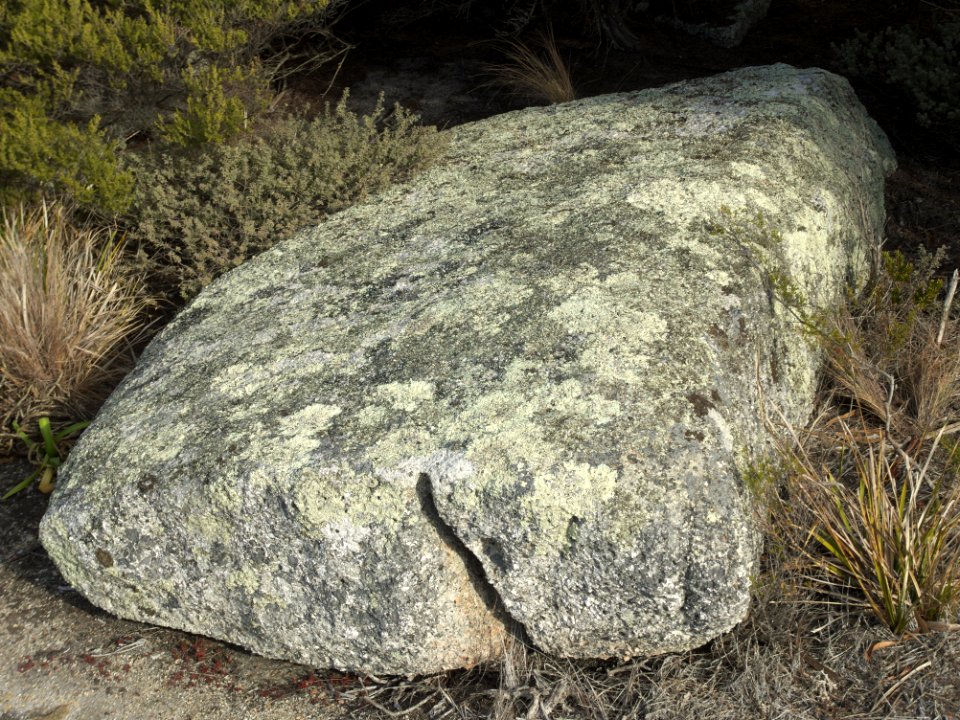 Lichen-covered rock at Bicheno 20190725-018