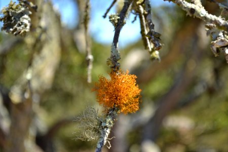Lichen (4) photo