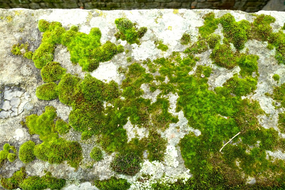 Lichen - Castello Ruspoli - Vignanello, Italy - DSC02774