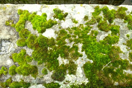 Lichen - Castello Ruspoli - Vignanello, Italy - DSC02774