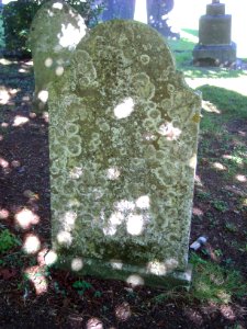 LichenCoveredGravestoneBack