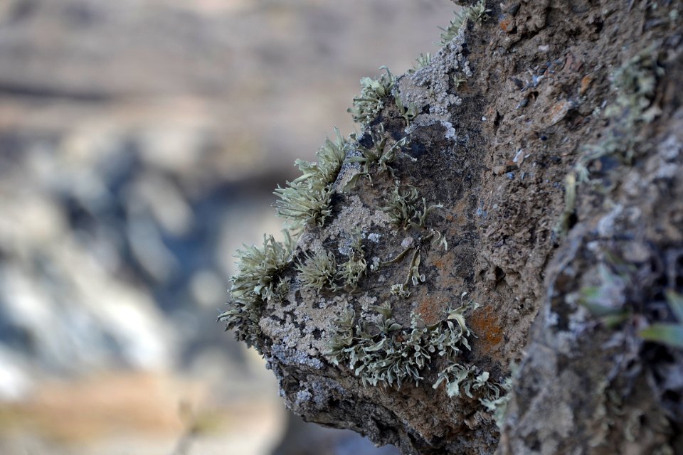 Lichen (2)