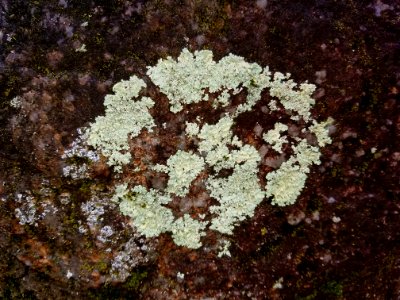 Lichen - Arlington, MA - 20201127 102245