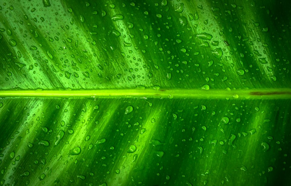 Green the leaves hwalyeob