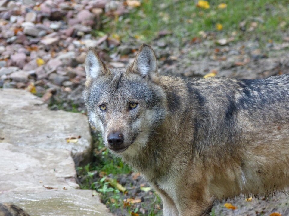 Wild animal predator pack animal