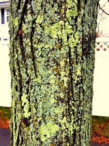 Lichens - Arlington, MA - 20201127 101442