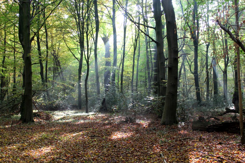 Lichteinfall Hasbruch