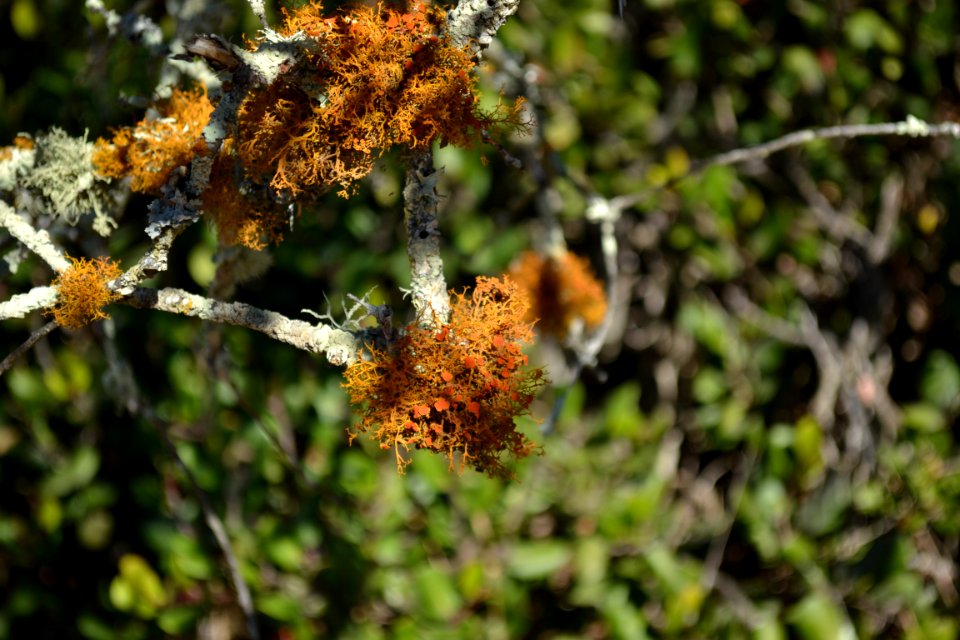 Lichen (5)