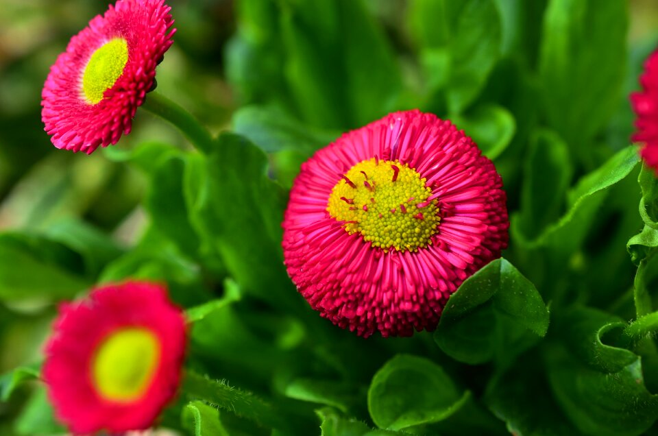Colorful macro color