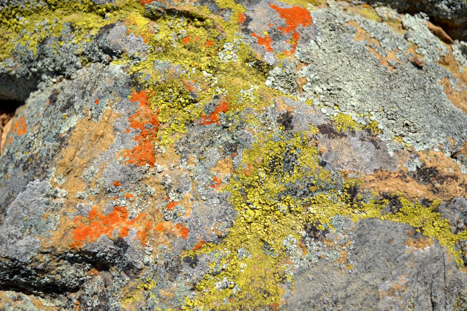 Lichen (7)