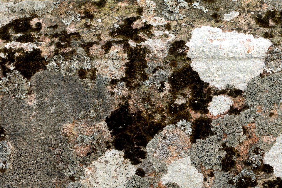 Lichens on a red granite stone