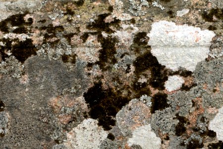 Lichens on a red granite stone