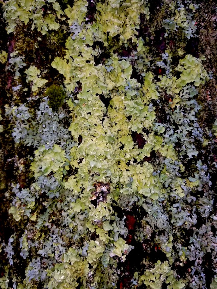 Lichens - Arlington, MA - 20201128 093126