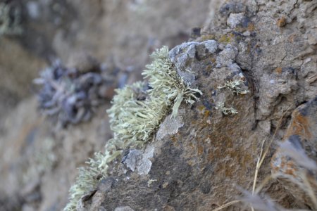 Lichen (3) photo