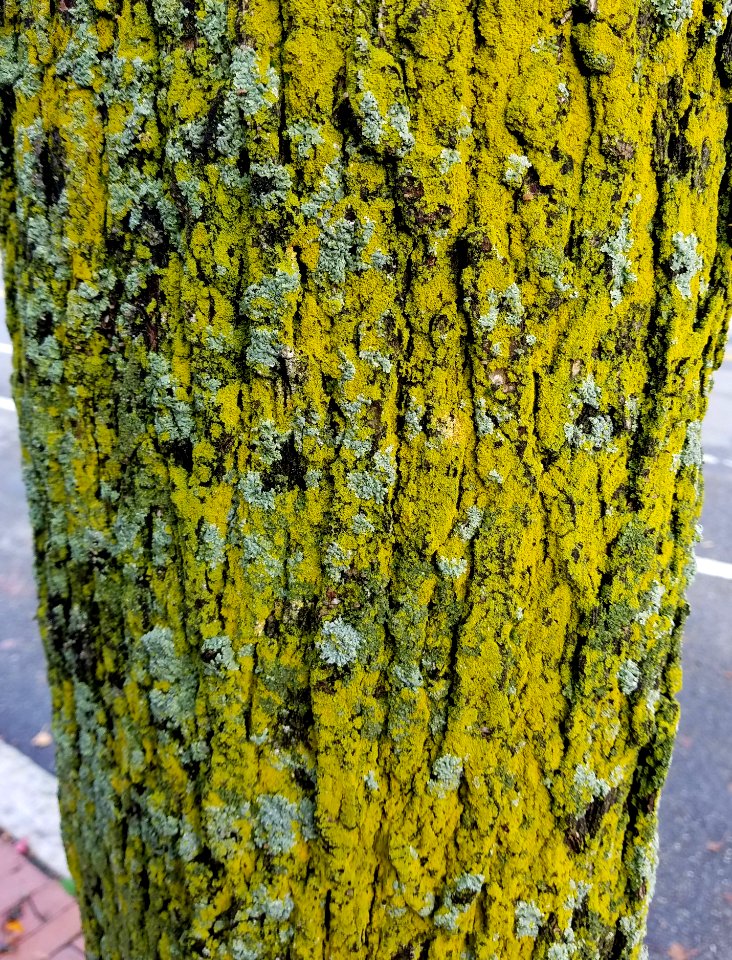 Lichens - Arlington, MA - 20201114 083852