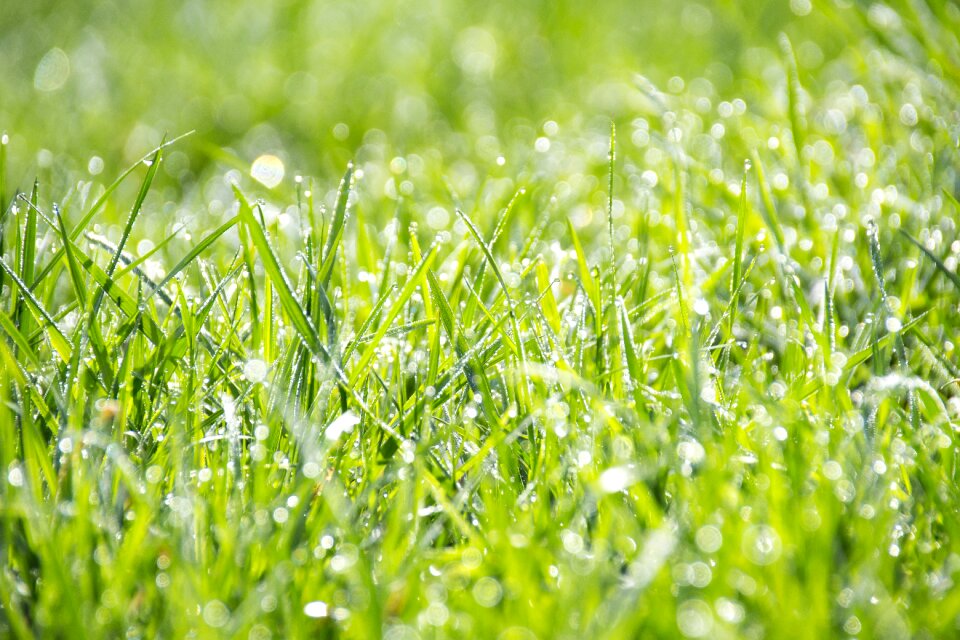 Wallpaper summer bokeh