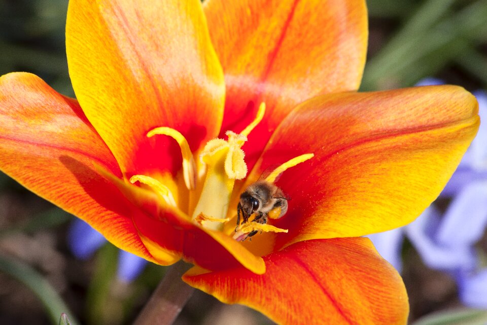Lilies spring nature