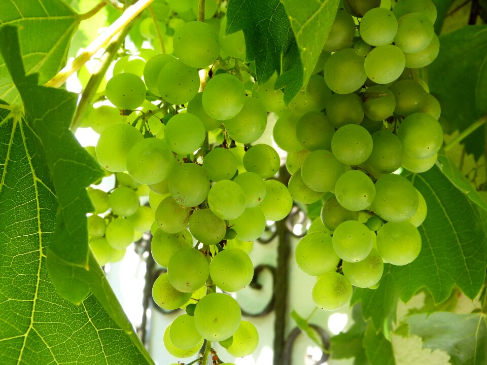 Cultivation south tyrol white