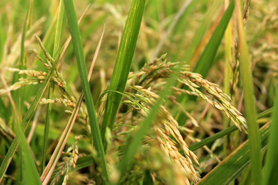 Planet green farm