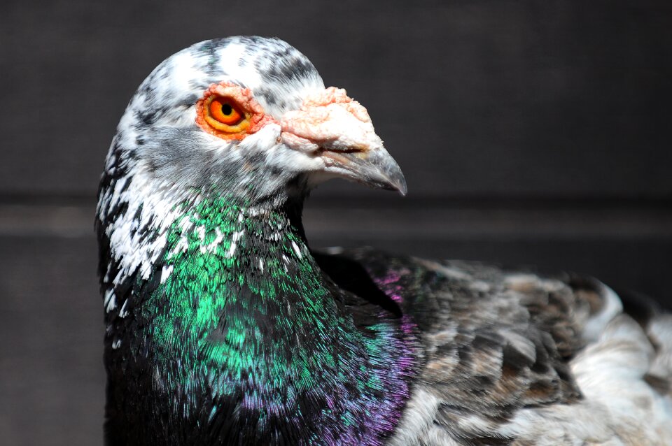 Pigeon bird animal