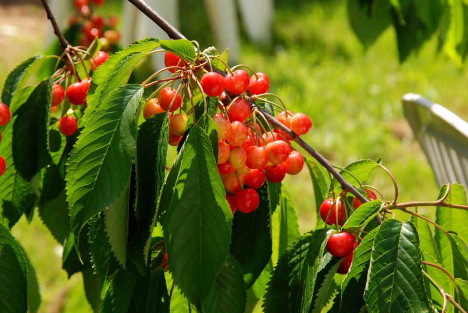 Food healthy vitamins