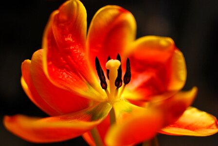 Flower tulip spring photo