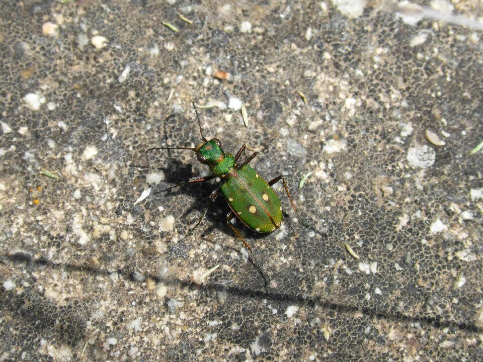 Beetle lepidopteran metallic