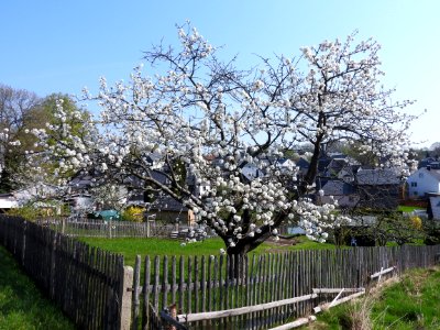 Lichtenbrunn 07
