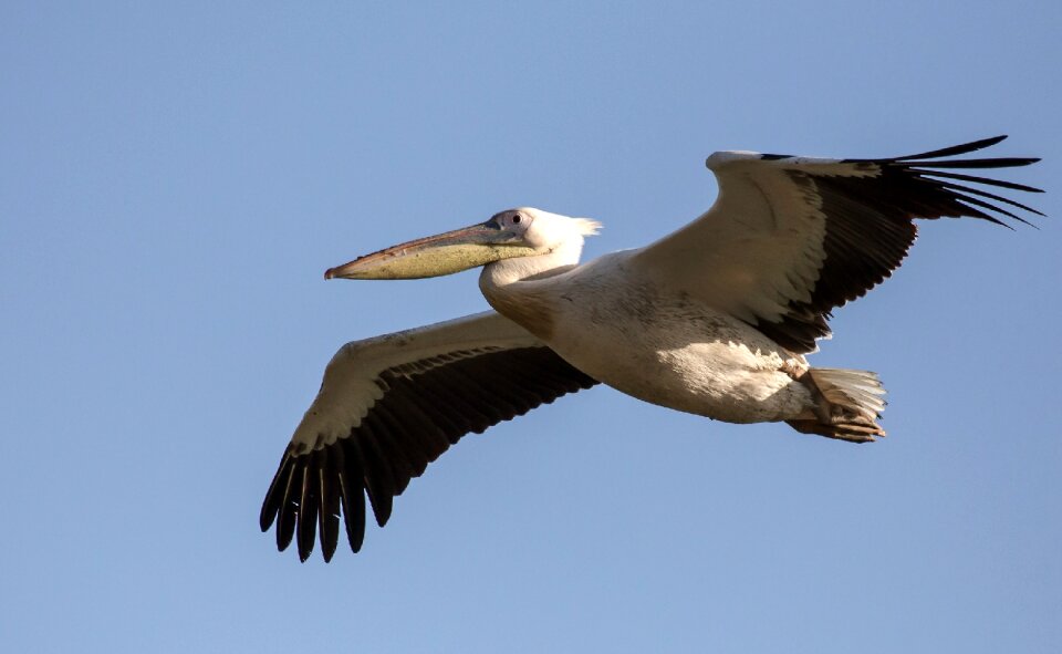 Wildlife nature icon