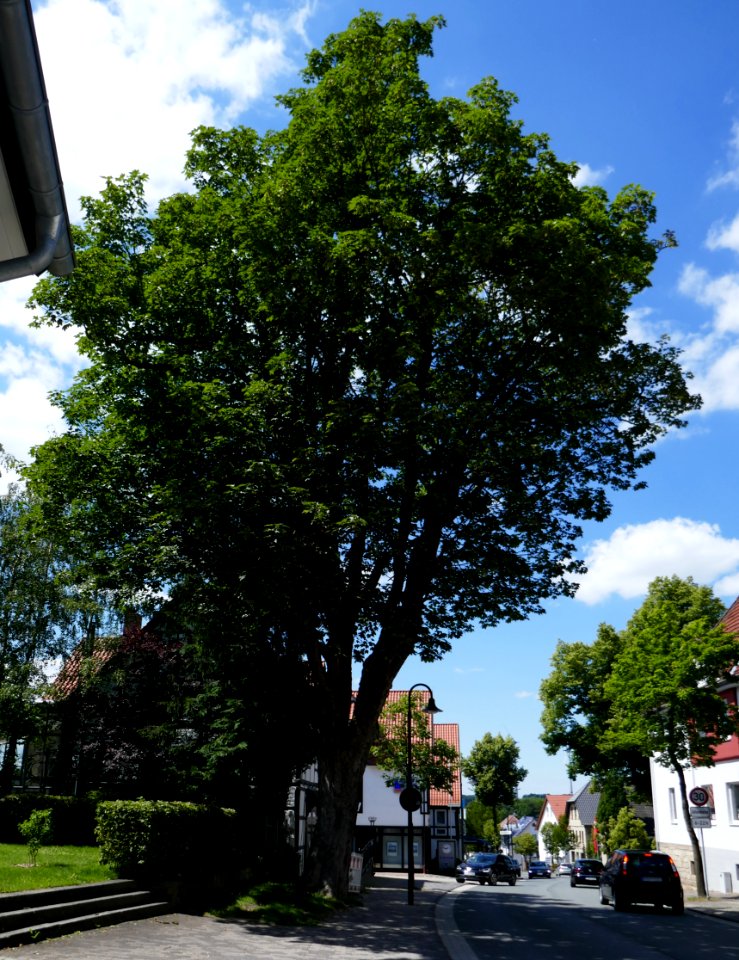 Lichtenau - Bergahorn an der Langen Straße