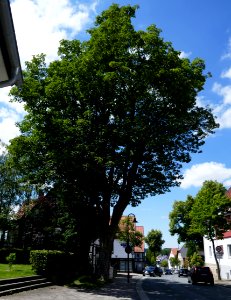 Lichtenau - Bergahorn an der Langen Straße