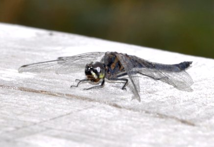 Libelle-Mecklenbruch 02