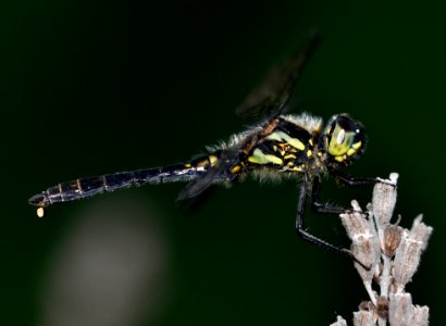 Libelle-Hannover01