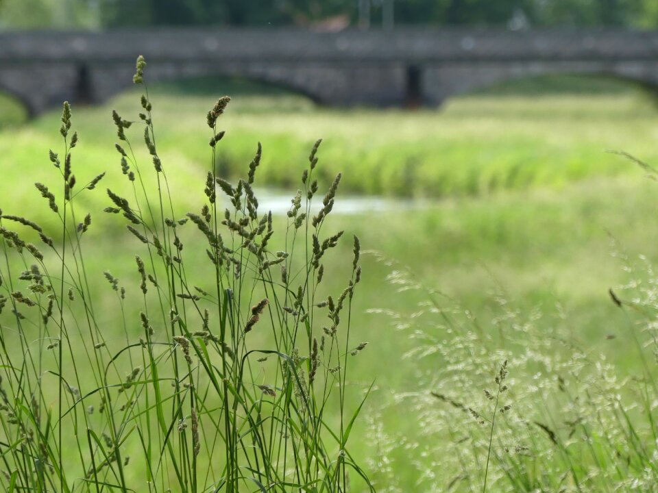 River green blade of grass