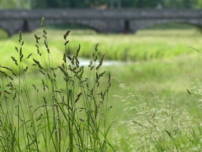 River green blade of grass