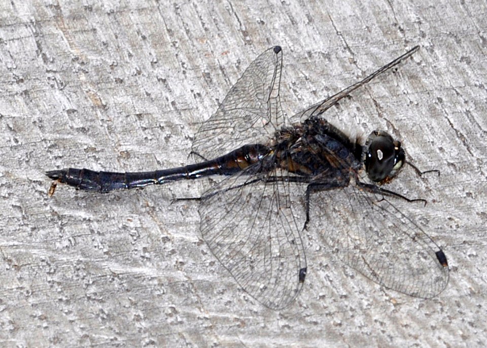 Libelle-Mecklenbruch 03