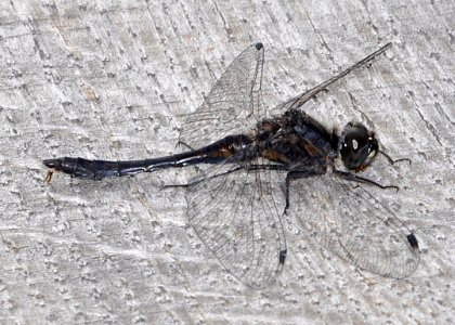 Libelle-Mecklenbruch 03