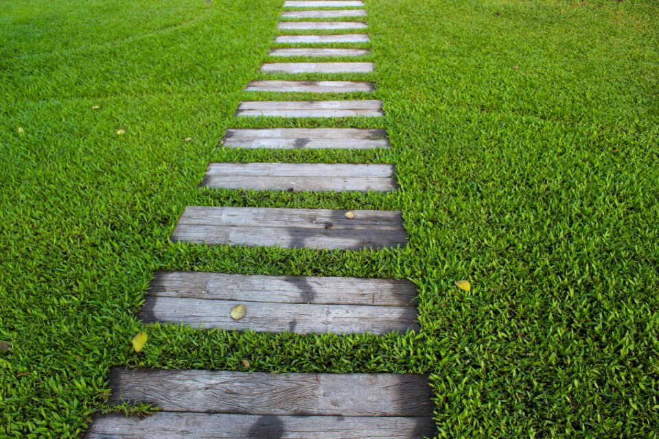 Path nature green photo