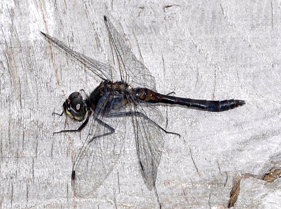 Libelle-Mecklenbruch 01