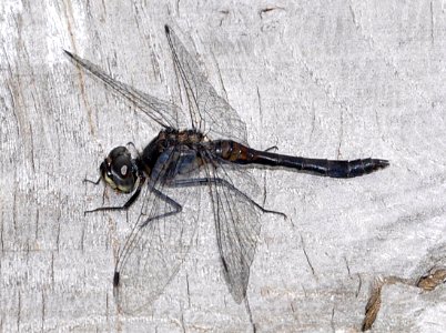 Libelle-Mecklenbruch 01