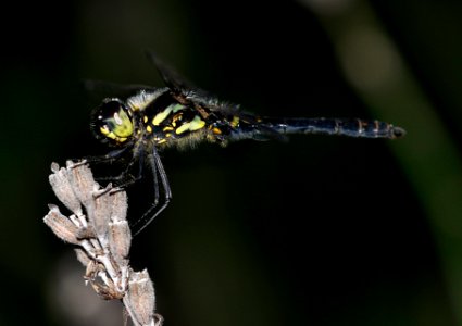 Libelle-Hannover03