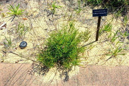 Liatris provincialis - Bok Tower Gardens - DSC02183