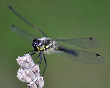 Libelle-Hannover04