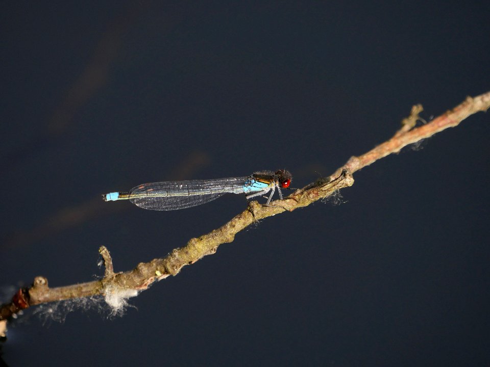 Libelle.hellblau.rote.Augen