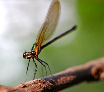 Libelle-Orosi-06