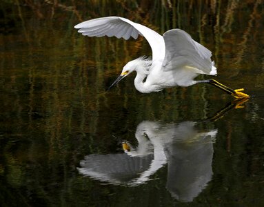 Egret flight heron photo