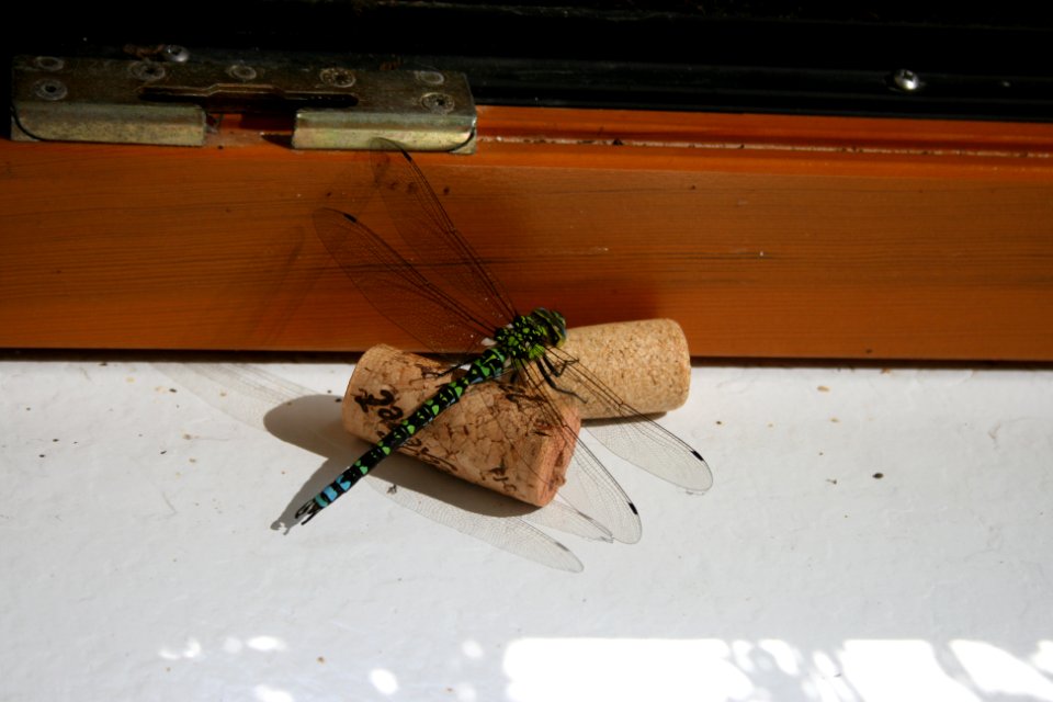 Libelle auf Korken